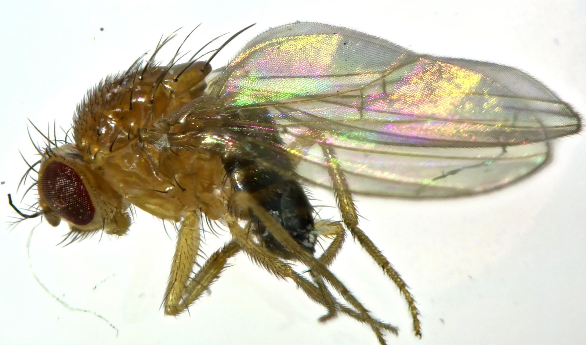 sample capture of a fly using  EDOF with the HDC DF4 microscope camera